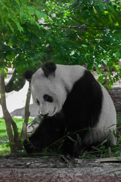 Vegan urso grande panda entre a folhagem de um grande urso jovem — Fotografia de Stock