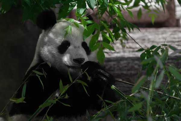 Comer (come) bambu. vegan urso grande panda entre a folhagem de — Fotografia de Stock