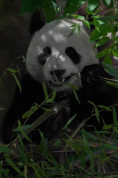 Comer (come) bambu. vegan urso grande panda entre a folhagem de — Fotografia de Stock