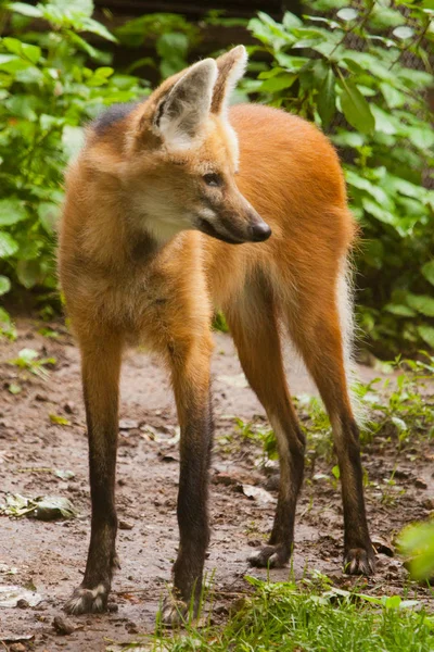 Lobo rojo sudamericano de patas largas — Foto de Stock