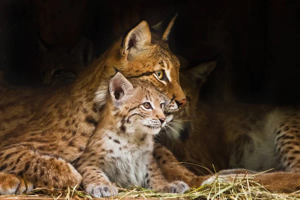 Lince mamá juega con un lindo lince gatito, amable y encantador . — Foto de Stock