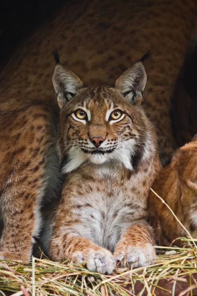 Lince hermoso (gato grande) con hermosos ojos y ojos expresivos — Foto de Stock