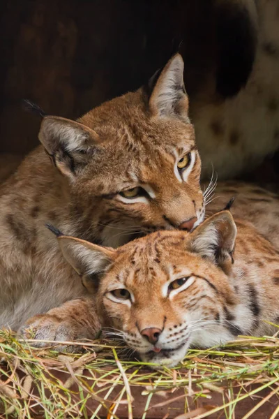 Dos gatos grandes, linces, (probablemente machos y hembras) descansando tranquilamente — Foto de Stock