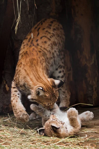 Pequeno bonito pequeno lince gatinho deitado de costas e brincando com — Fotografia de Stock