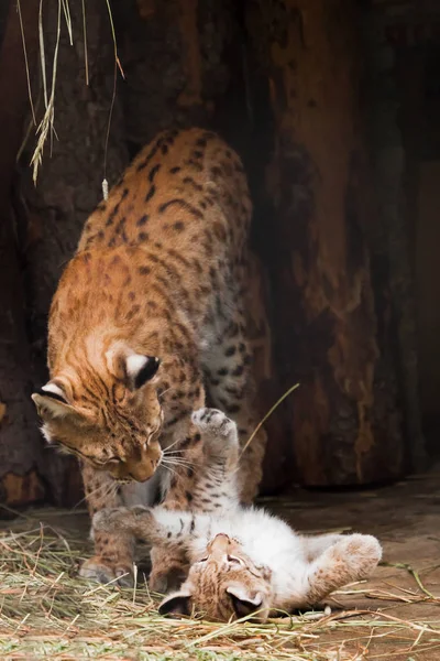 Pequeño lindo gatito de lince minúsculo acostado en su espalda y jugando con — Foto de Stock