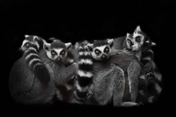 Kedi lemurlar bir gece uykusu için bir yığın (grup) toplandı, restl — Stok fotoğraf