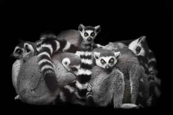 Lemurlar bir gece uykusu için bir yığın (grup) toplandı, huzursuz — Stok fotoğraf
