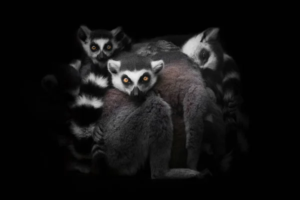 Lemurlar bir gece uykusu için bir yığın (grup) toplandı, huzursuz — Stok fotoğraf