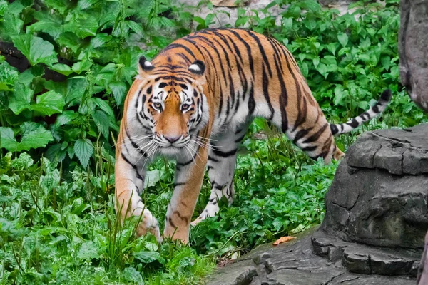 Mooie fel rode tijger wandelingen door struikgewas van heldere g — Stockfoto