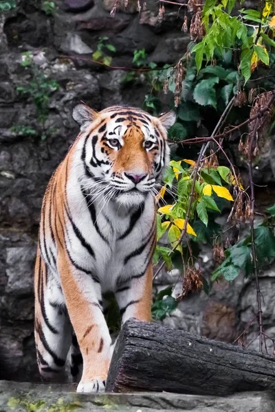 Tiger full-face close-up op een achtergrond van rotsen en groen, — Stockfoto