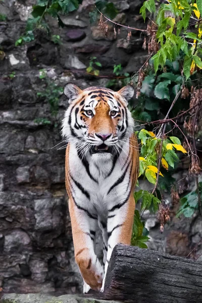 Beautiful tiger full-face on a background of rocks and greenery, — Stock Photo, Image