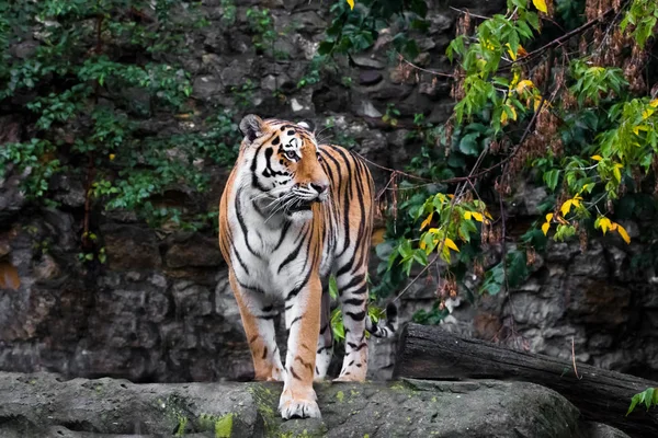 Tigre de cara completa primer plano sobre un fondo de rocas y vegetación , — Foto de Stock