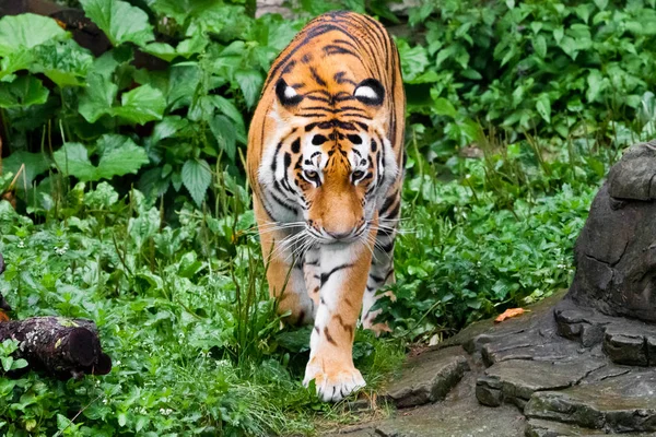 En kraftfull och vacker tiger (röd färg) på en ljus grön ba — Stockfoto