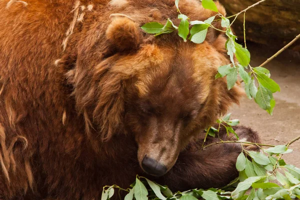 Large brown bear rests (sleeps) the peaceful dream of a large be — стоковое фото