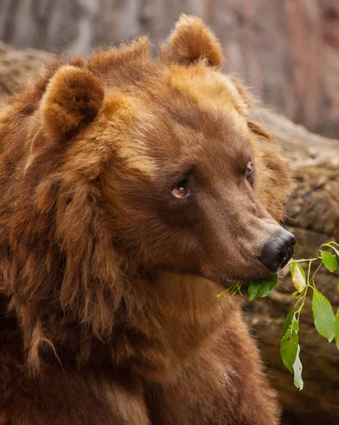 Χαριτωμένο όμορφο χνουδωτό αρκούδα (θηλυκό) τρώει πράσινα φύλλα, χαριτωμένα μάτια — Φωτογραφία Αρχείου