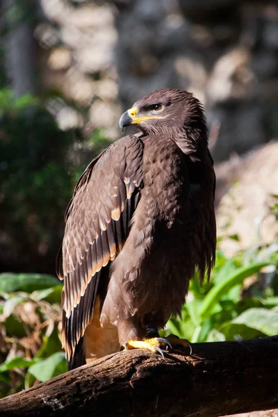 Large steppe eagle sits beautifully consecrated by the sun, a p — Stock Photo, Image