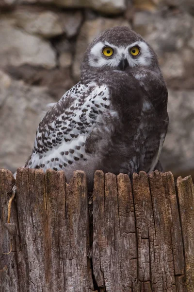 Polar owl chick with large yellow eyes sits on a stump, the natu — Stock Photo, Image