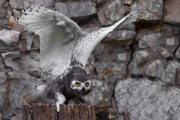 Owl flaps its wings: A polar owl chick with large yellow eyes si — Stock Photo, Image