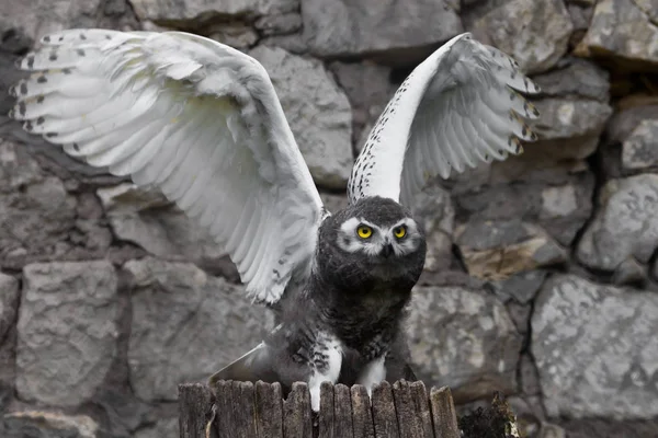 Owl flaps its wings: A polar owl chick with large yellow eyes si — Stock Photo, Image