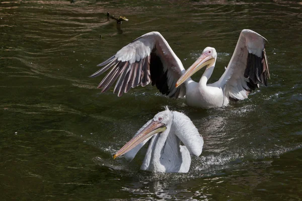 Водяные птицы пеликаны на зеленой воде — стоковое фото