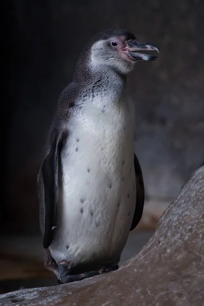 Niedlicher Humboldt-Pinguin auf den Steinen (Felsen) Nahaufnahme dunkler Backgr — Stockfoto