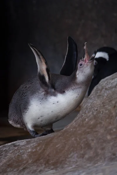 Ekstase eines Pinguins. Humboldt-Pinguin juckt auf einem Felsen — Stockfoto