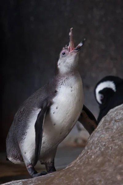 Ecstasy of a penguin.  humboldt penguin itches on a rock with pl — Stock Photo, Image