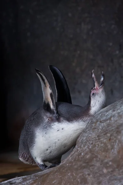 Ekstase eines Pinguins. Humboldt-Pinguin juckt auf einem Felsen — Stockfoto