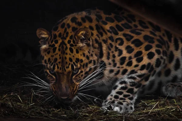 Леопард ночью. Дальневосточный леопард злобно рычит на тебя — стоковое фото
