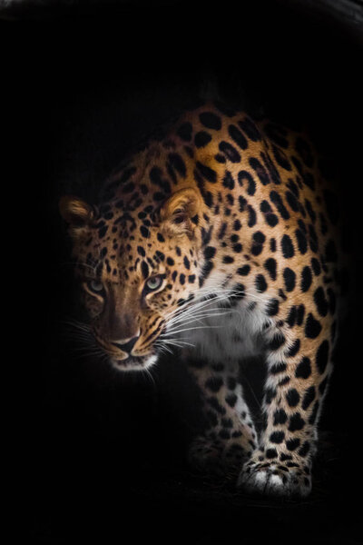 Leopard in the night. A Far Eastern leopard is hunting in the da