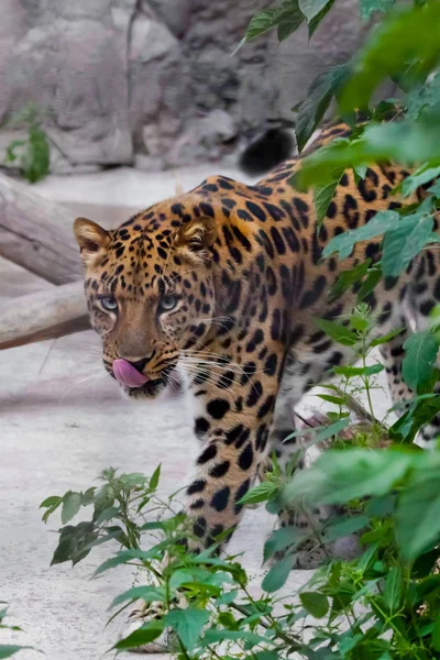 Cabeza de un leopardo (leopardo del Lejano Oriente) primer plano sobre un fondo —  Fotos de Stock