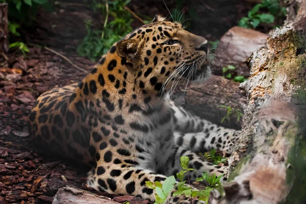 A leopard roar (Far Eastern leopard) lies in the gloom on the gr