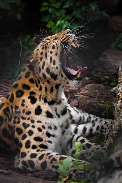 Um rugido de leopardo (leopardo do Extremo Oriente) jaz na escuridão no gr — Fotografia de Stock