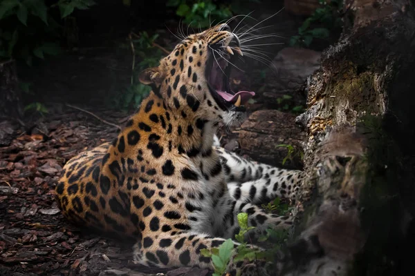 Un rugido de leopardo (leopardo del Lejano Oriente) yace en la penumbra sobre el gr — Foto de Stock