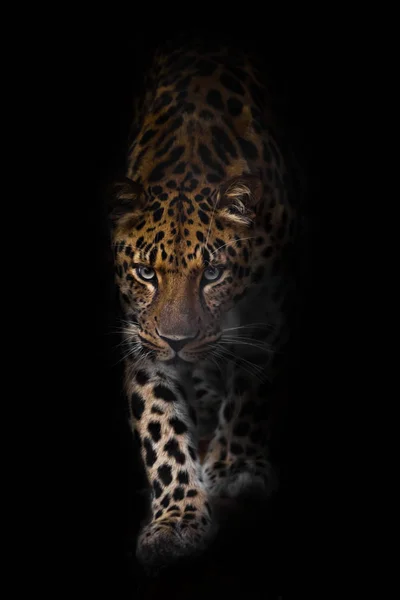 Léopard dans la nuit. Un léopard d'Extrême-Orient chasse dans la da — Photo