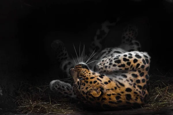 Leopardo si rotola imponente in vacanza. Il leopardo dell'Estremo Oriente — Foto Stock