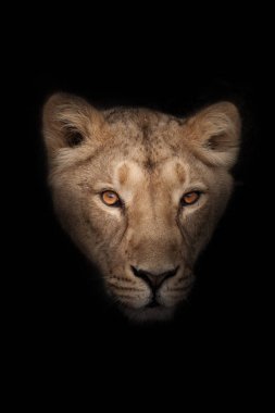 Dişi bir dişi aslanın kafası. (Abanoz gözlü)