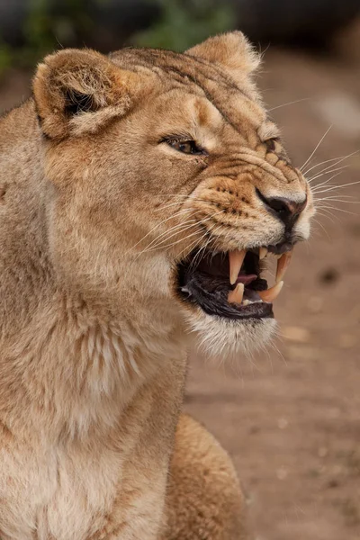 Güçlü ve kızgın dişi bir dişi aslanın kafası. Yakın plan, açık ağız. — Stok fotoğraf