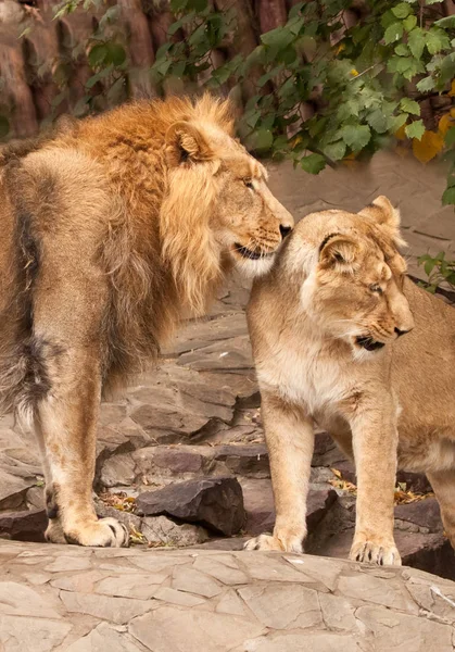 Lew i lwica pokojowo się pieszczą, lew — Zdjęcie stockowe