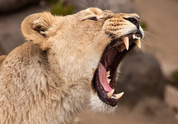 Head of a powerful and angry female lioness close-up, open mouth