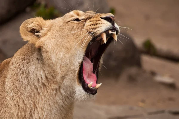 Chef för en kraftfull och arg kvinnlig lejoninna närbild, öppen mun — Stockfoto