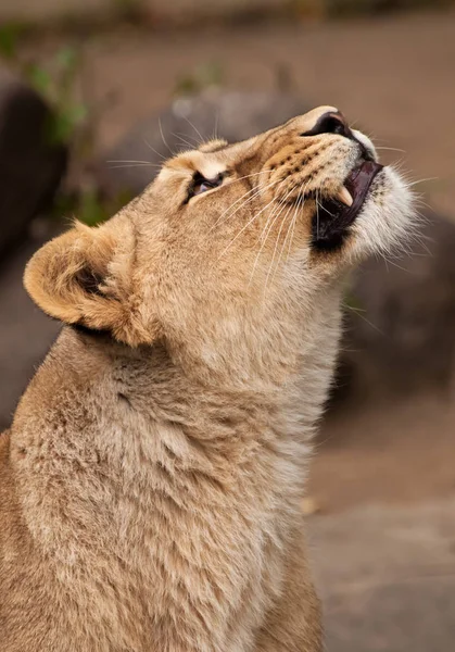 Dreamy young beautiful female lioness looking up,  close-up. — Stock Photo, Image