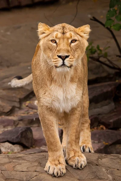 Beautiful female lioness in full growth full face looks at you, — Stock Photo, Image