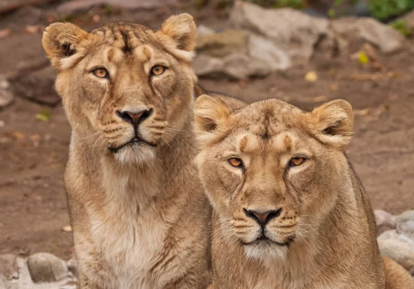 Two samui lions, lionesses (girlfriend ) next to each other are — Stock Photo, Image