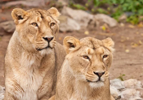 Dois leões samui, leoas (namorada) ao lado um do outro são — Fotografia de Stock