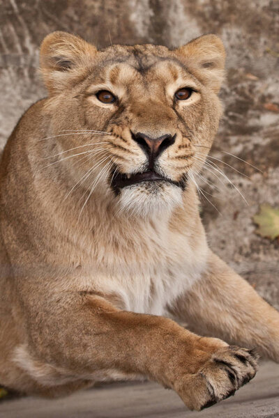 Lioness looks at you, the look of a predatory cat, head close-up full face