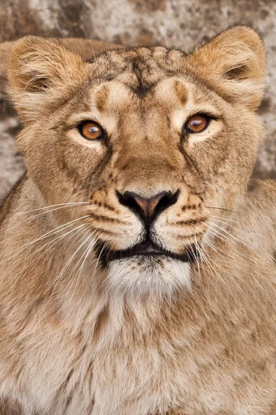 Retrato de leona una cara de cerca, una hermosa y poderosa ca fuerte — Foto de Stock