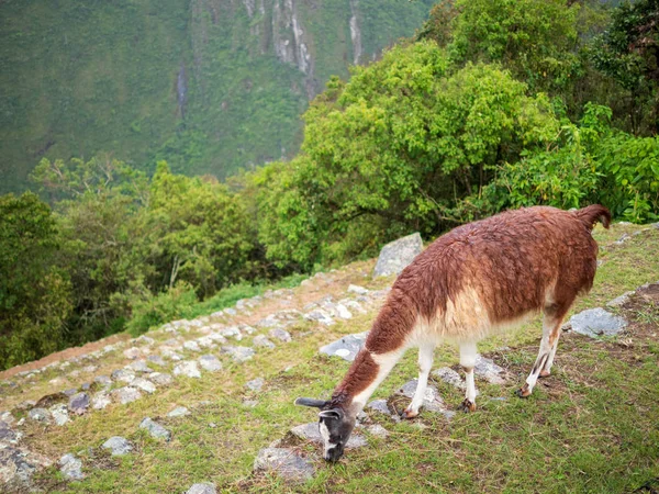 Una Llama Comiendo Hierba Ciudadela Machu Picchu — Foto de Stock