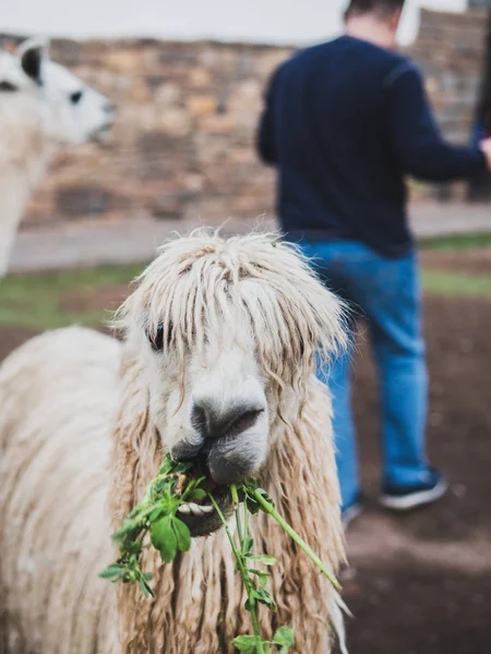 Típica Llama Peruana Comiendo Cusco Imagen De Stock