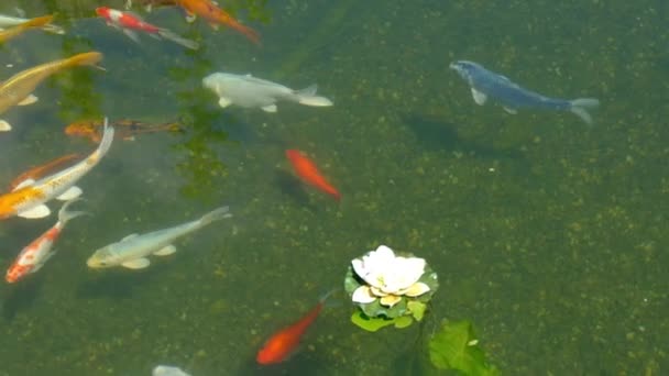Peixes Nadam Lagoa — Vídeo de Stock